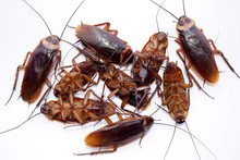 Group Dead Cockroach Isolate On White Background