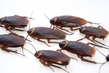 Wall Mural - Group walk cockroach isolate on white background