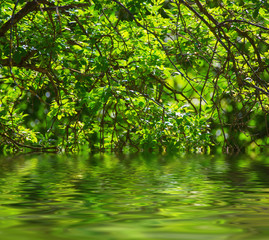 Sunny young green spring  leaves, natural eco background