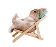 Kaninchen im Liegestuhl