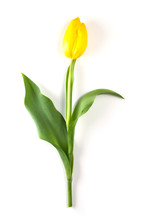 Yellow Tulip On Isolated Background