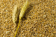 Wheat close-up. Sprig of barley