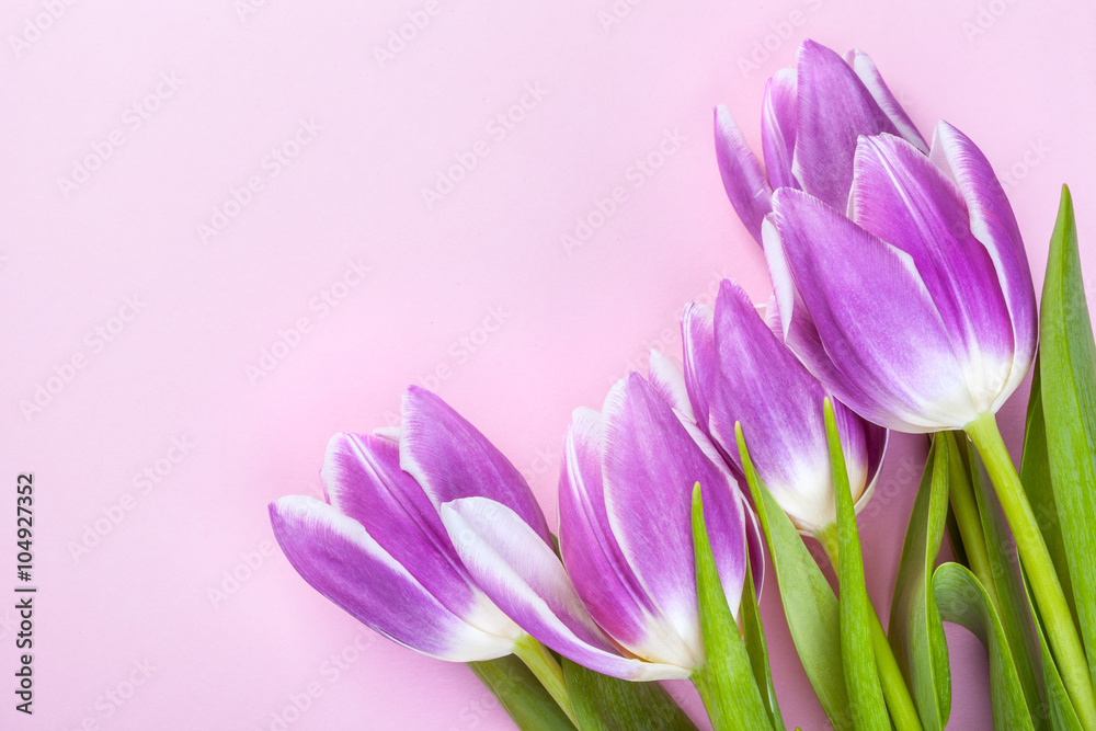 Purple tulips on pink background - obrazy, fototapety, plakaty 