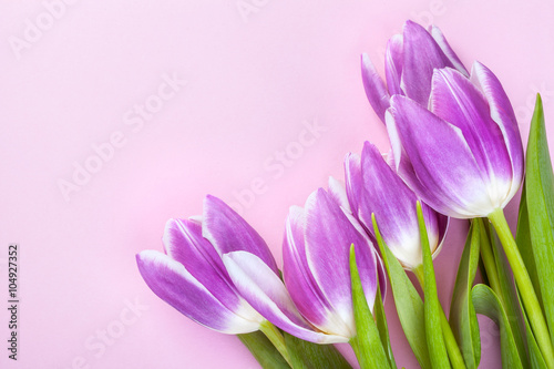 Naklejka ścienna Purple tulips on pink background