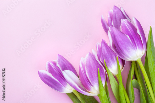 Fototapeta na wymiar Purple tulips on pink background