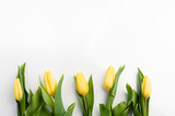 Fototapeta Tulipany - tulipany na białym tle