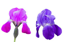 Two Isolated Flower Of A Pink And Purple Iris On A White Background