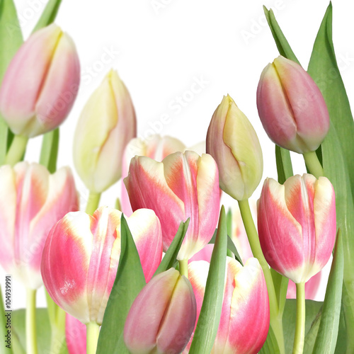 Naklejka dekoracyjna Pink tulip 