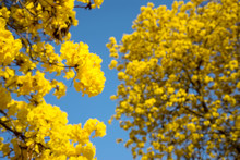 Blur Yellow Flower Tree