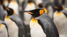 King & Gentoo Penguin Colony At Volunteer Point, Falkland Islands
