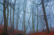 beautiful mystery forest with fog and autumn leaves on the ground