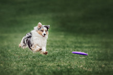 Collie Dog Catching Frisbee