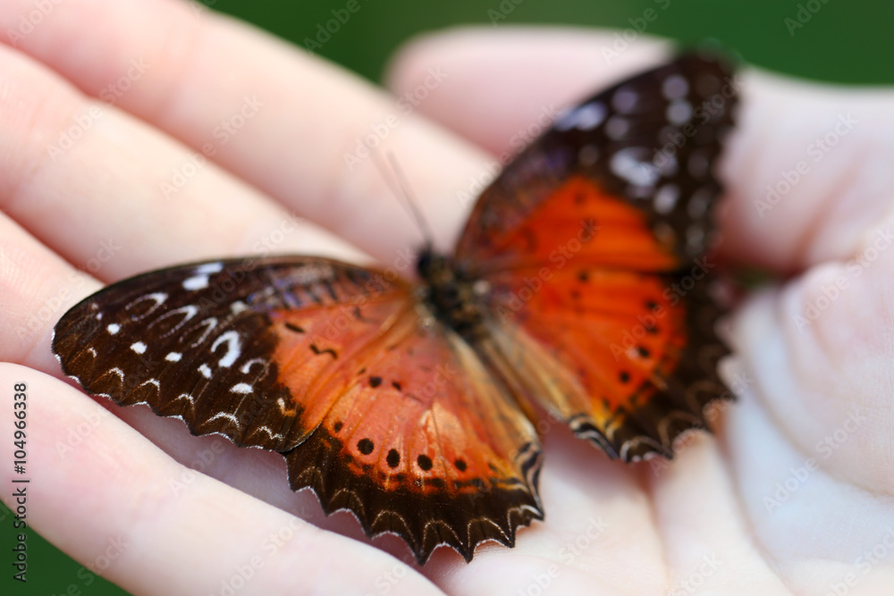Colorful butterfly in female hand, close-up