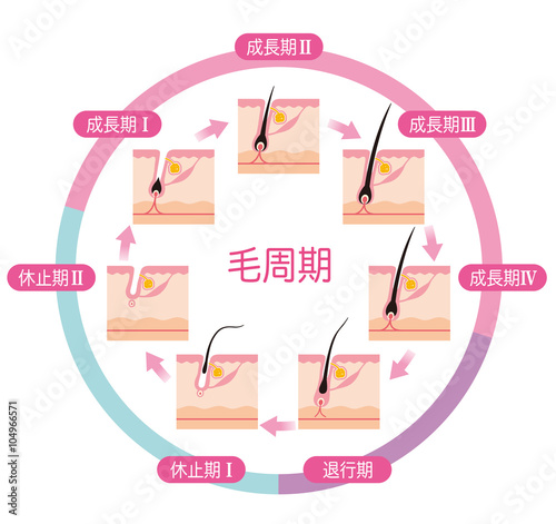 脱毛 毛周期 ヘアサイクル Stock イラスト Adobe Stock 脱毛 毛周期 ヘアサイクル Stock イラスト Adobe Stock