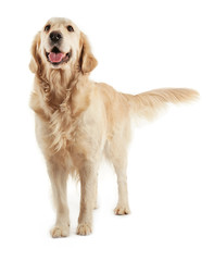 Wall Mural - Golden retriever, isolated on white