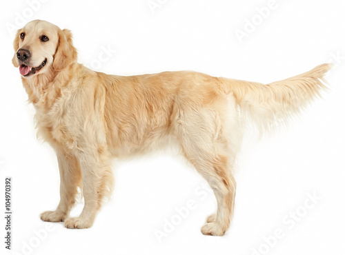 Cuadros en Lienzo Golden retriever, isolated on white