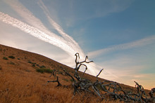 Dead Joshua Tree Cloudscape At Sunset In Palmdale California CA