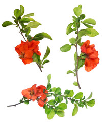 Wall Mural - isolated blossoming pomegranate branches set