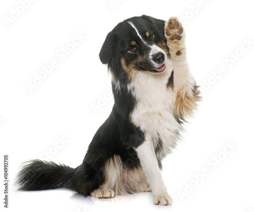 Foto-Tischdecke - tricolor australian shepherd (von cynoclub)