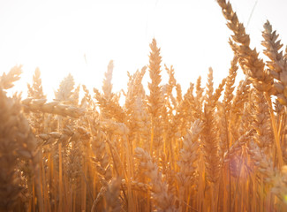 Canvas Print - Yellow wheat field