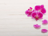 Fototapeta Storczyk - Orchid on white wood background