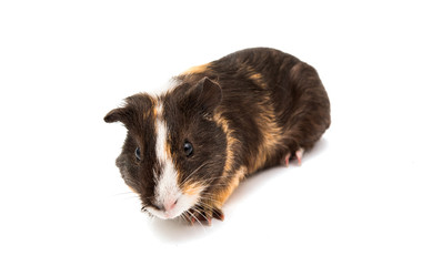 Wall Mural - guinea pig isolated