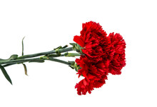 Red Carnation Isolated