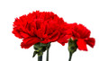 red carnation isolated