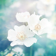 Floral background with white flowers
