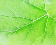 Green leaf background