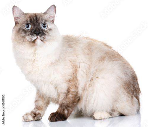 Gray Cat With Blue Eyes On A White Background Buy This Stock