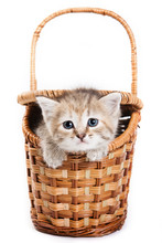 Brown Kitten Sitting In A Basket, And Looking At The Camera (isolated On White)