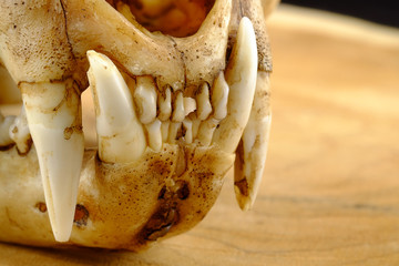 asian goldden cat  or Temminck's cat skull and canine on wood