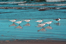 Six Terns And A Gull/Sea Birds On The Beach