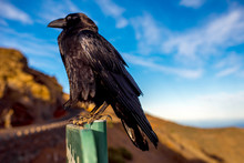 Black Raven Sitting On The Road Sign On The Blue Sky Background