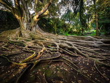 Enormous Fig Tree Roots