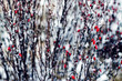 Barberry branches under first snow