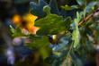 Water drop on oak leaf in early autumn