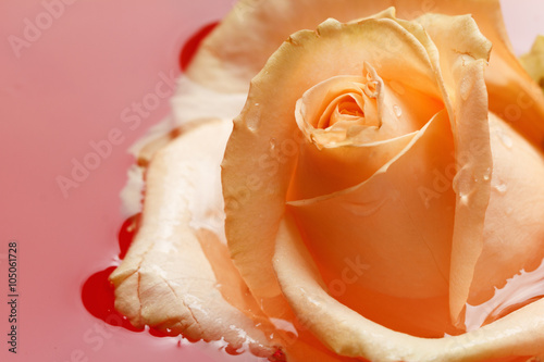 Naklejka na szybę Fresh rose with drops and reflection in the water