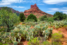A Large Sandstone Butte Towers Above A Patch Of Prickly Pear Cacti With Fruit Near Sedona, Arizona.