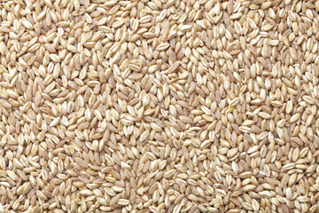 Poster - spelt wheat