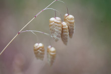 Seed Pods On Plant
