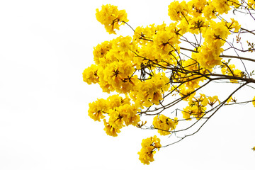 Wall Mural - ellow tabebuia flower blossom on white background