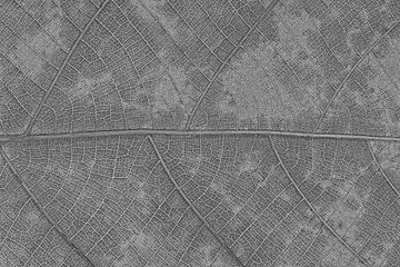 Poster - Design of dry leaf texture for pattern and background