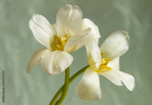 Fototapeta na wymiar Two white tulips