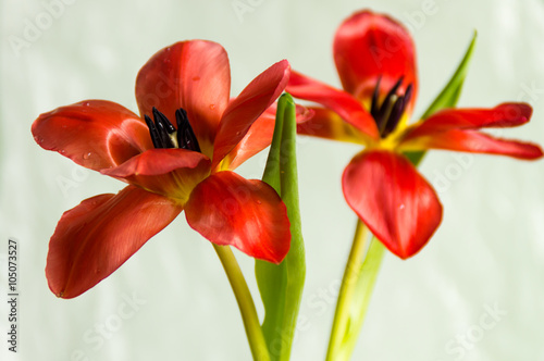 Naklejka - mata magnetyczna na lodówkę Two red tulips
