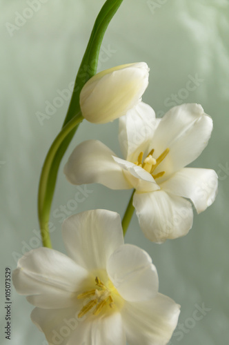 Fototapeta na wymiar Delicate white tulips