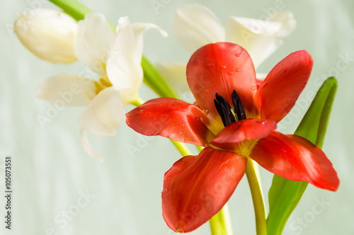 Naklejka - mata magnetyczna na lodówkę The composition of red and white tulips