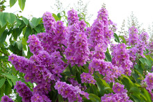 Violet Color Of Queen's Crape Myrtle Flower.