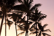 Palm trees silhouetted against a sunset background